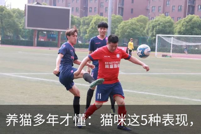 养猫多年才懂：猫咪这5种表现，不是撒娇，是旺家的征兆